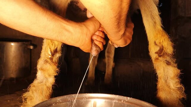 Syrian farmer milking an Awassi sheep in a traditional barn in Aleppo countryside. Authentic rural scene ideal for agricultural, cultural, livestock content focused on Middle Eastern dairy practices
