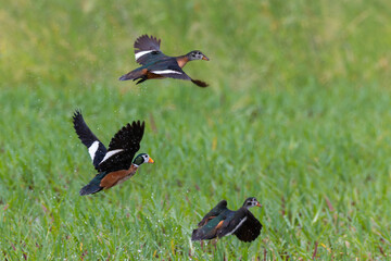 African Pygmy Goose