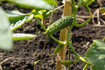 Cucumber Plant Growing in Garden