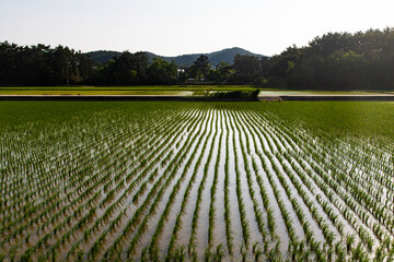 rice filed in the rural area