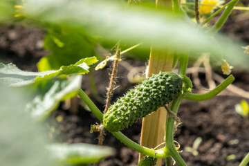 Cucumber  Growing in Garden. Vegetables growing concept