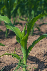 Close-up of a Young Corn Plant Growing in a Field