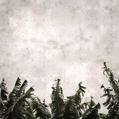 textured stylish old paper background, square,  with banana plants with leaves torn into strips by...