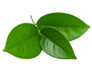 Obraz premium Firefly_Green leaves Plant isolated