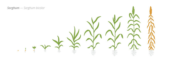 Sorghum Life Cycle - Botanical Vector Illustration for Agriculture and Crop Management © Ilia
