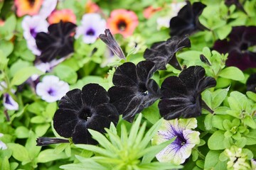 Petunia plant, a black variety. Urban flower bed