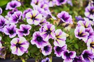 Petunia plant, lilac and white variety. Urban flower bed