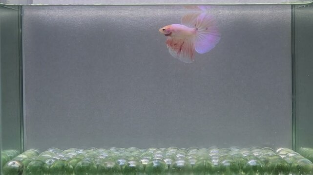 Betta fish fancy  pink vanda Halfmoon, from Thailand, Siamese fighting fish isolated on Grey Background