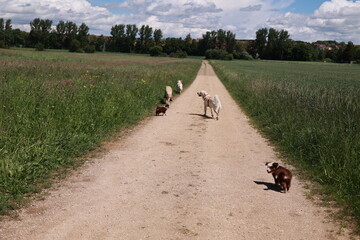 Group of dogs are running down a dirt road