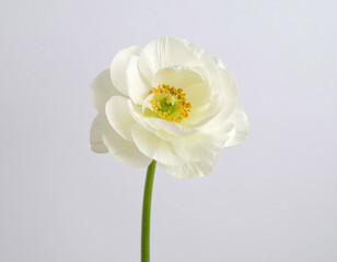 Obraz premium Minimalist Close-up of a Single White Flower with Soft Petals on Light Gray Background