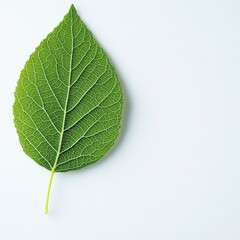 Obraz premium A detailed close-up of a vibrant green leaf with visible veins and a smooth texture, set against a clean white background.