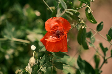 A red poppy on a green background. A beautiful image for the backdrop. Photo No. 1.
