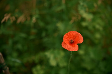 A red poppy on a green background. A beautiful image for the backdrop. Photo No. 2.