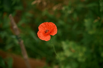 A red poppy on a green background. A beautiful image for the backdrop. Photo No. 3.