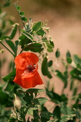 A red poppy on a green background. A beautiful image for the backdrop. Photo No. 4.