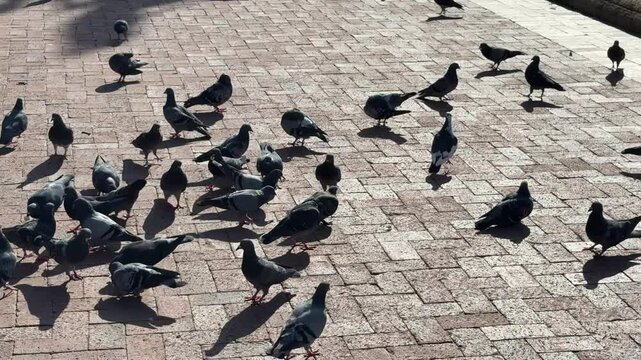 Pigeons congregate to get food in Cape Town&rsquo;s company gardens on a warm winter&rsquo;s day.
