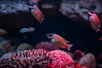 Colorful fish swim gracefully among vibrant coral formations in a serene underwater landscape.
