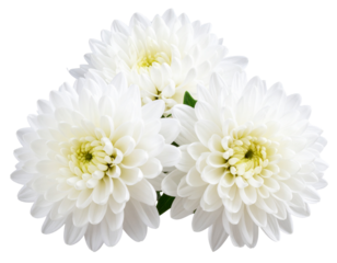 Firefly_Macro photography with Aster white flowers isolated on transparent background. 