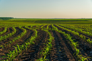 Young maize plants emerge from the soil in orderly rows under clear blue skies, showcasing the...