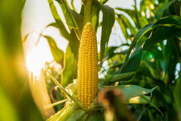 Golden corn ears stand tall among the lush green stalks, soaking up the afternoon sunlight in a...
