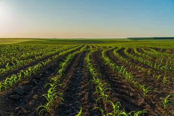Corn sprouts emerge from dark soil in organized rows, basking in the soft glow of morning light,...