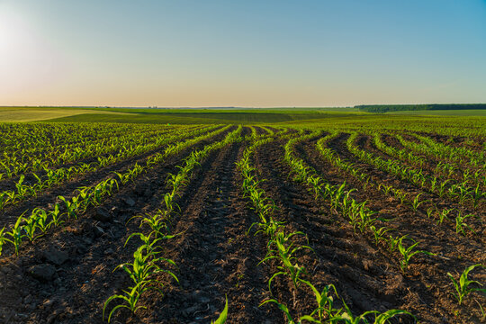 Corn sprouts emerge from dark soil in organized rows, basking in the soft glow of morning light, surrounded by expansive countryside