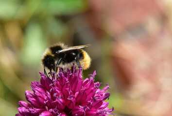 bee feeding on the flower pollen