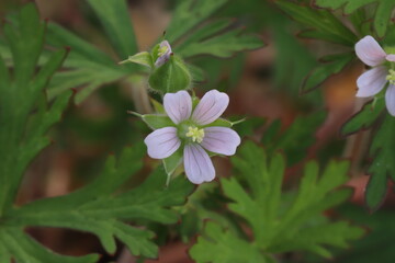 日本の春の庭に咲く薄紫色のアメリカフウロの花