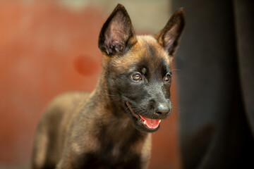 belgian shepherd puppy