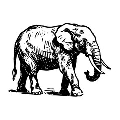 Fototapeta premium Elephant sketch engraving black and white outline. Scratch board imitation. illustrated in vintage line art style on a white background.