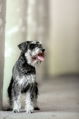Miniature Schnauzer posing in front of an old building