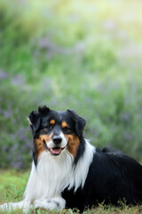 Aussie dog in lavender