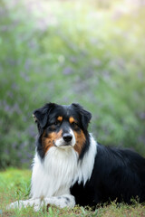 Aussie dog in lavender