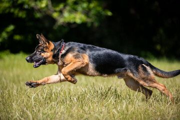 german shepherd dog on grass