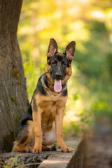 german shepherd dog on grass