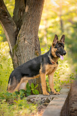 german shepherd dog on grass