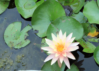 Blooming lotus on water surface