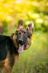 german shepherd dog on grass