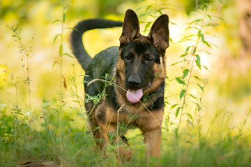 german shepherd dog on grass