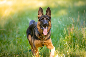 german shepherd dog on grass