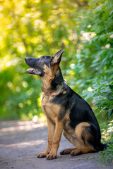 german shepherd dog on grass