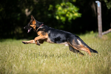 german shepherd dog on grass