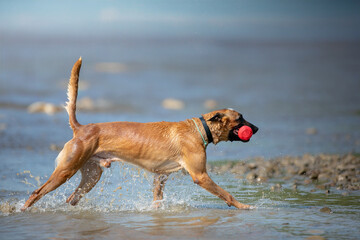 malinois dog running in water