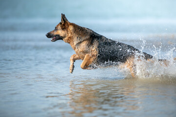 german shepherd dog running in water