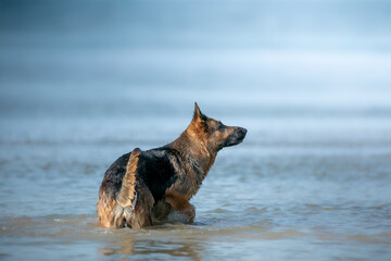 german shepherd dog running in water