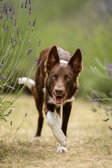 border collie in lavender