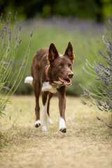 border collie in lavender