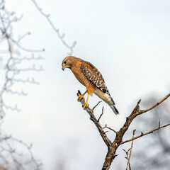 A Red-shouldered Hawk perched on a bare branch