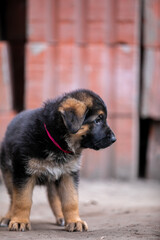 Little German Shepherd Puppy