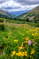 Colorful alpine meadow thrives in Herman Gulch in the Colorado Rocky Mountains. Yellow daisy...